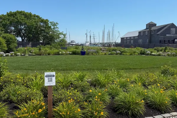 Boch Park in bloom with the harbor masts beyond, Vineyard Haven