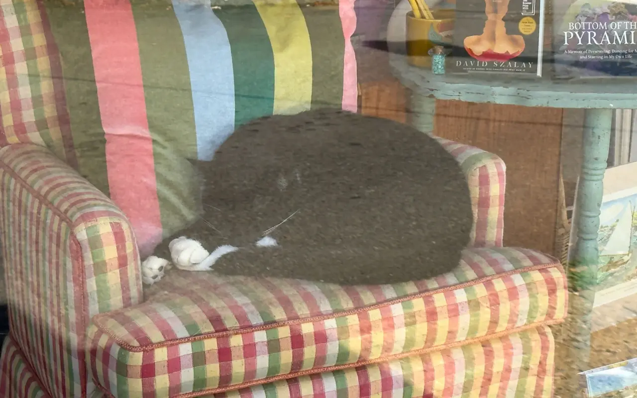 A cat asleep on a plaid armchair in a Vineyard Haven bookstore window