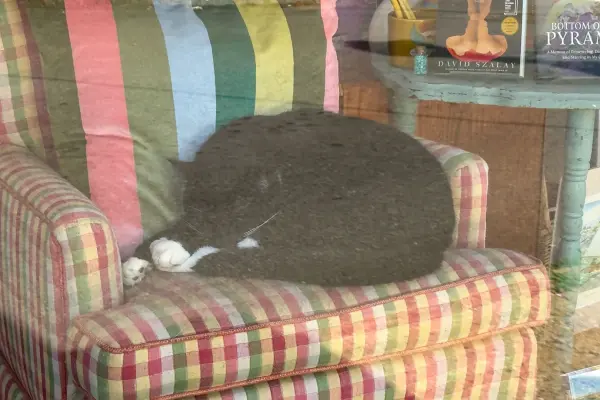 The bookstore cat asleep in an armchair