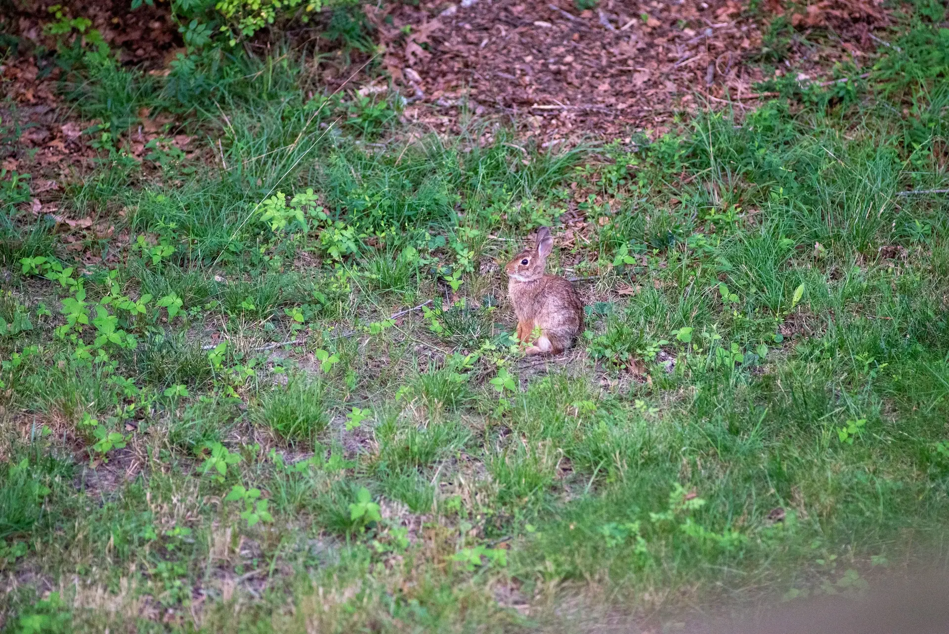 A cottontail rabbit pauses in the clover at the edge of the woods