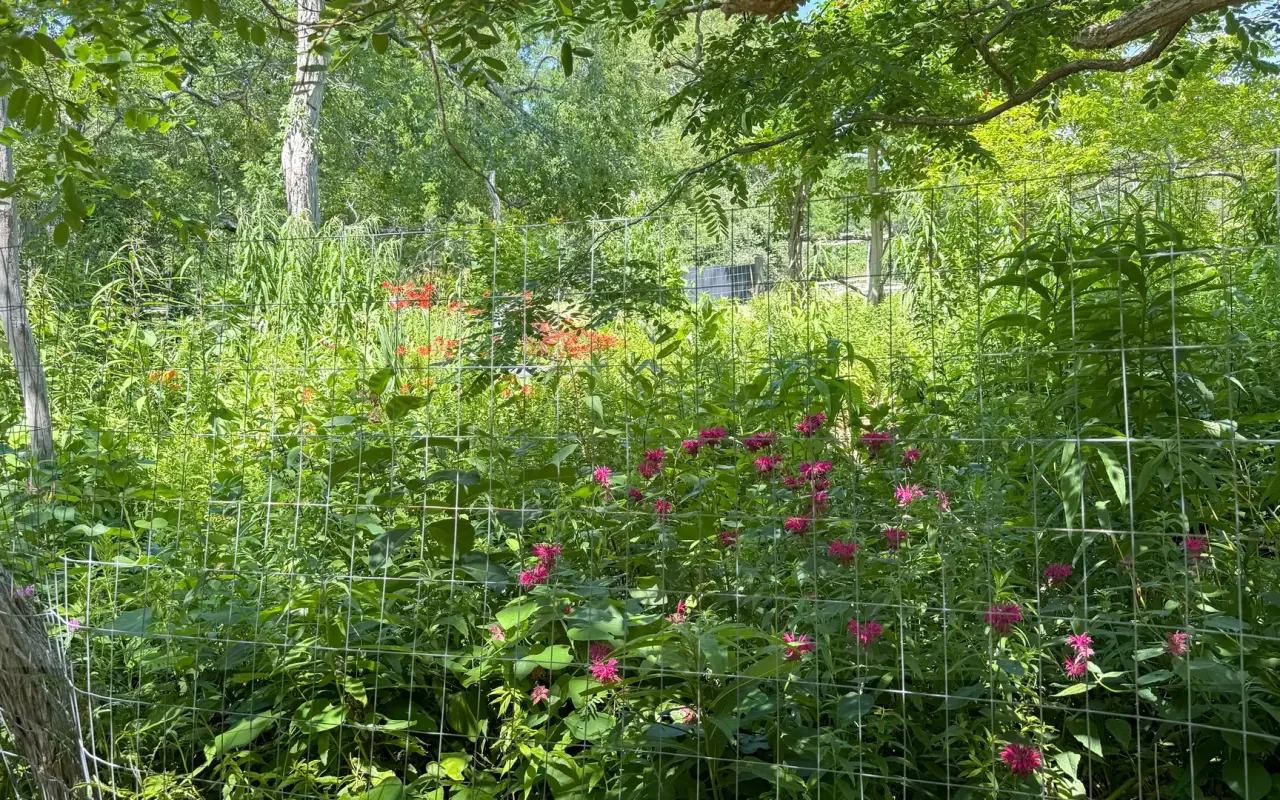 A butterfly garden at Felix Neck with pink flowers and green foliage behind a wire fence