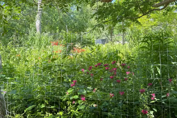 Bee balm and native plantings in the butterfly garden