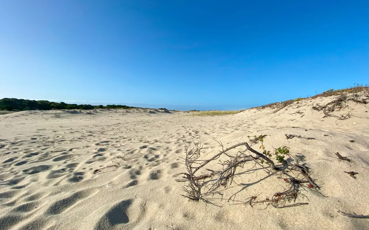 Rippled sand dune on Chappaquiddick with a dried branch in the foreground under a clear blue sky