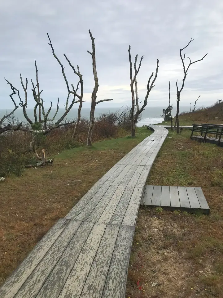 A boardwalk winding through weathered trees toward the ocean in Chilmark