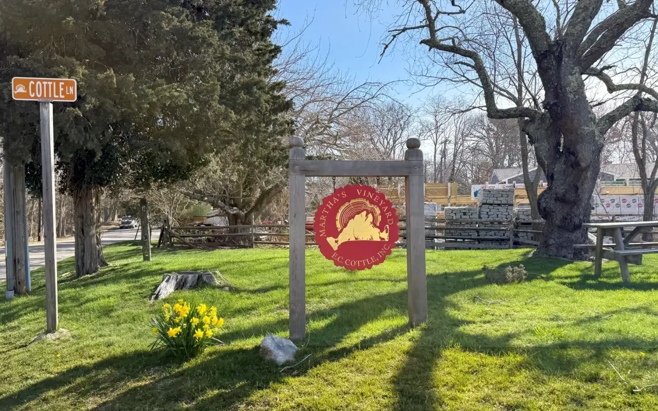 Daffodils blooming under a wooden sign on Cottle Lane in West Tisbury with bare trees behind