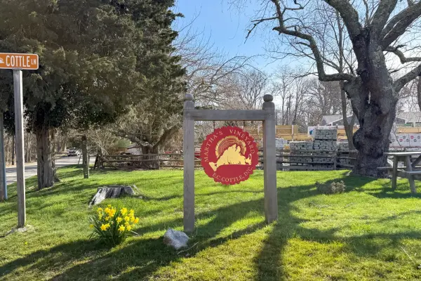 Cottle Lane sign with daffodils in West Tisbury, spring 2026