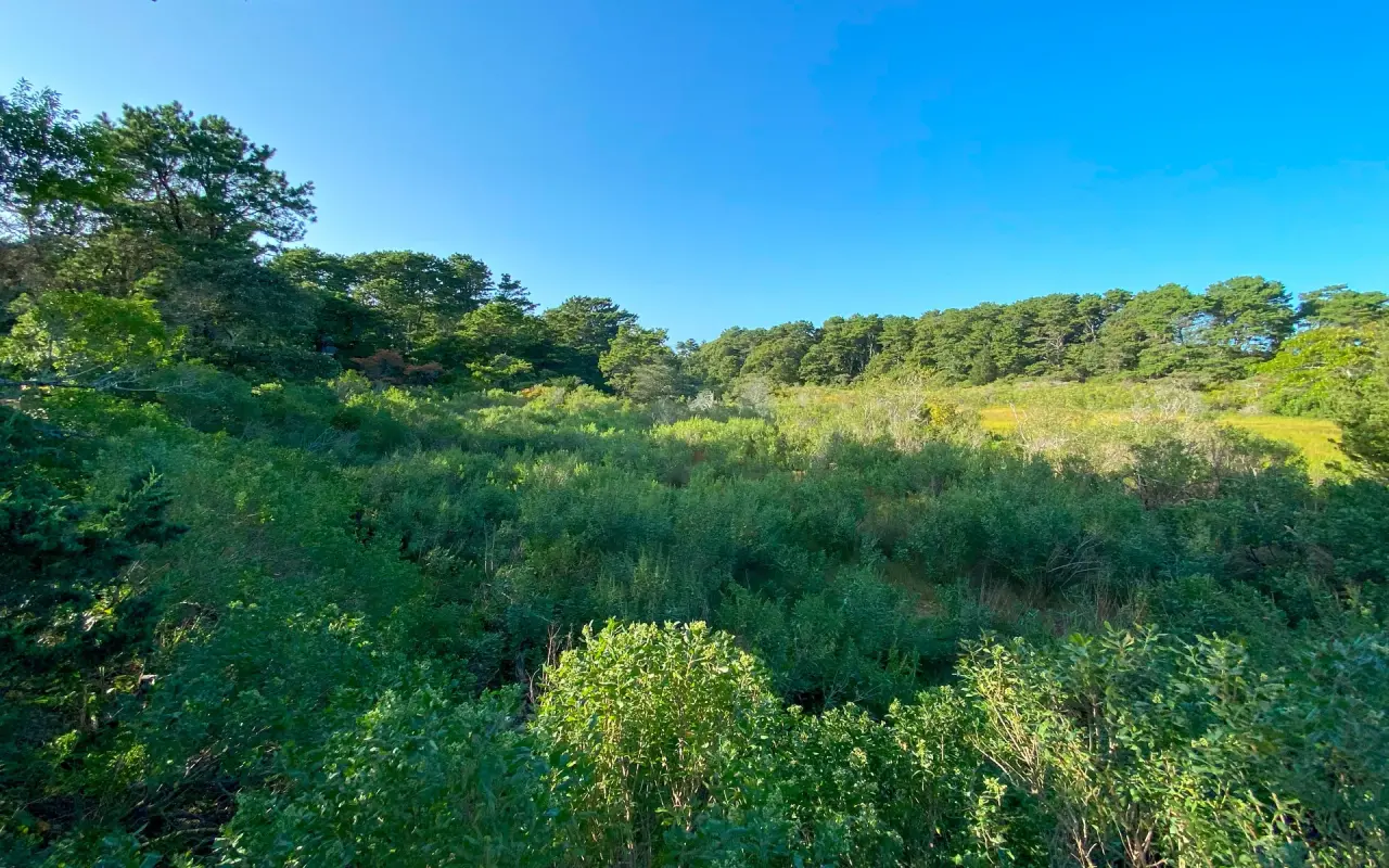 Dense brush and woods on Martha's Vineyard, typical tick habitat