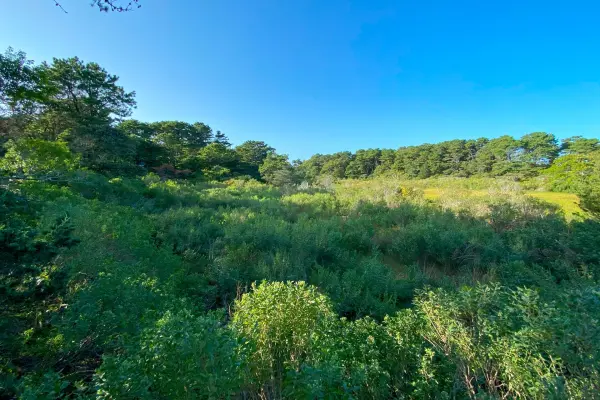 Dense brush woods of Martha's Vineyard