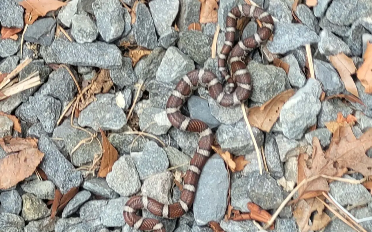 A young eastern milk snake with reddish saddles and cream bands on a gravel path among oak leaves