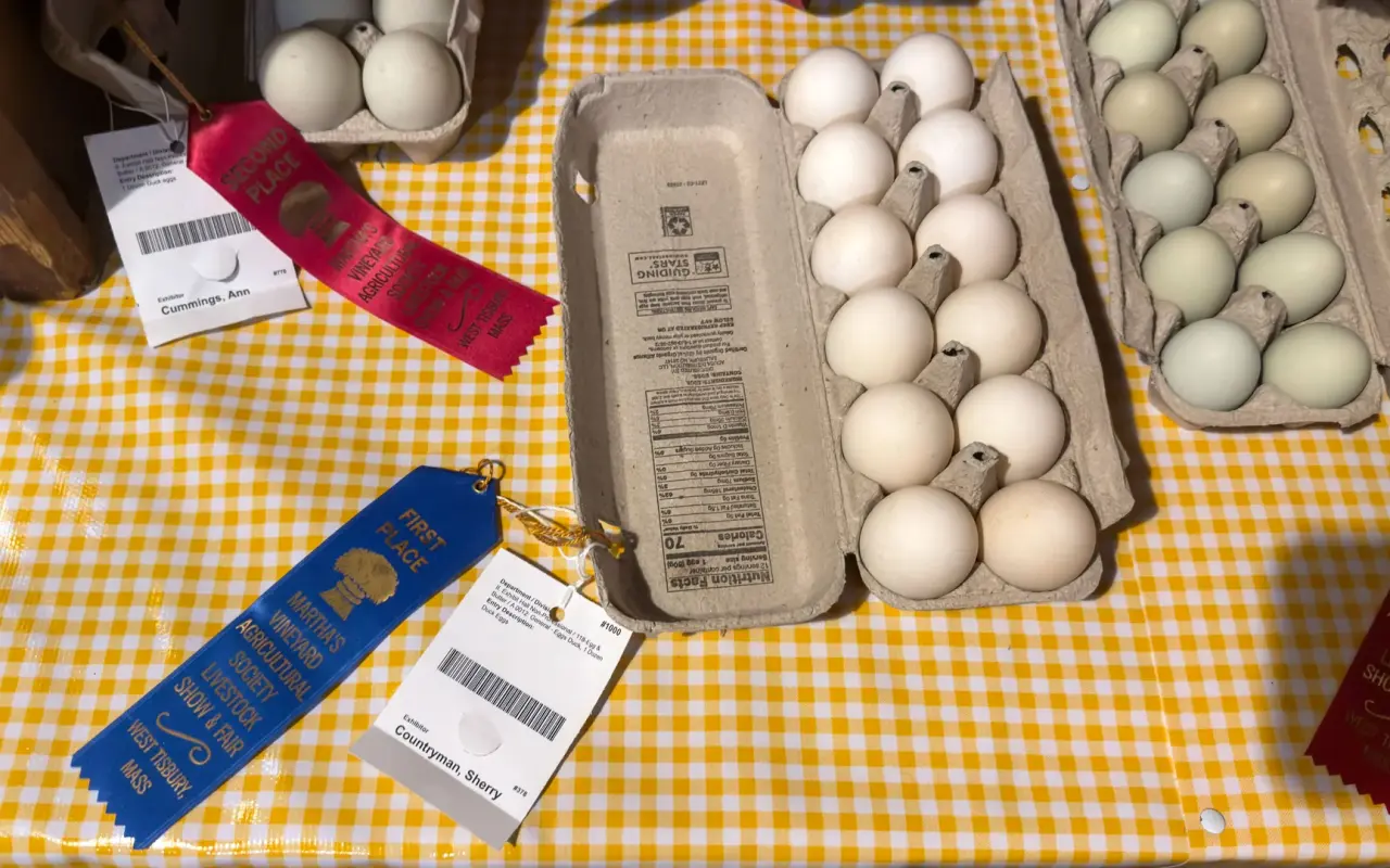Prize winning eggs with ribbons at the 2026 Agricultural Fair on Martha's Vineyard