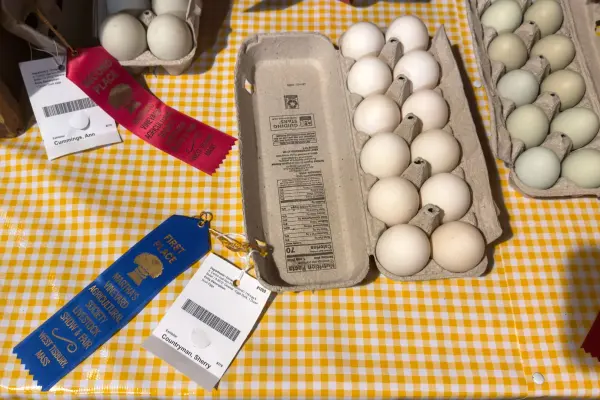 First place eggs from Island flocks, judged right down to the shell
