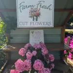 A Girls' Weekend on Martha's Vineyard: Inns, the Sunset Sail, Brunch, Shops, the Spa and the Rules (2026)