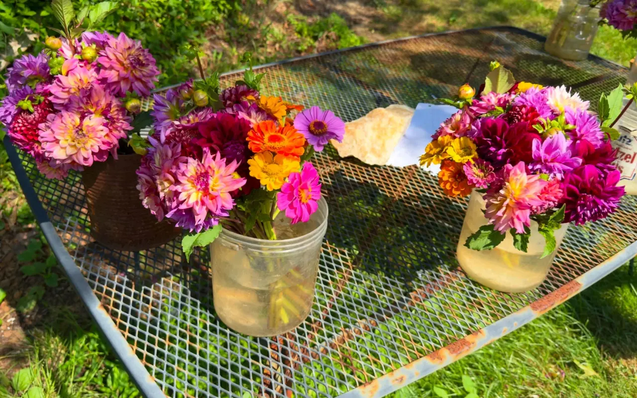 Jars of dahlias on an honor-system roadside flower stand near Menemsha