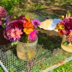 Martha's Vineyard Farms and Farm Stands: The Honor-System Trail, Town by Town (2026)