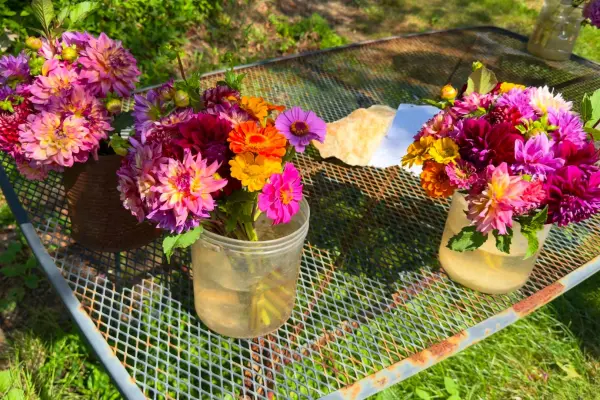 Martha's Vineyard Farms and Farm Stands: The Honor-System Trail, Town by Town (2026)