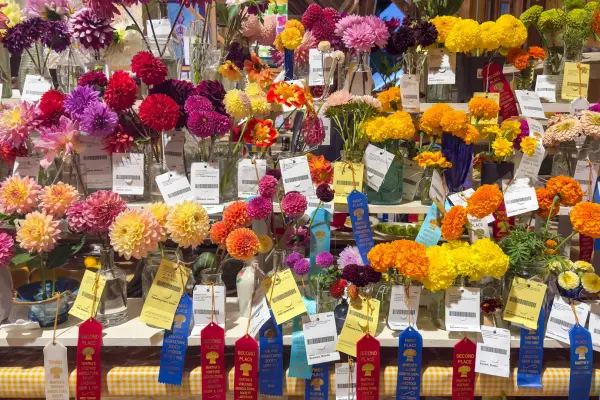 The cut flower competition: dahlias, marigolds, and zinnias crowd the shelves
