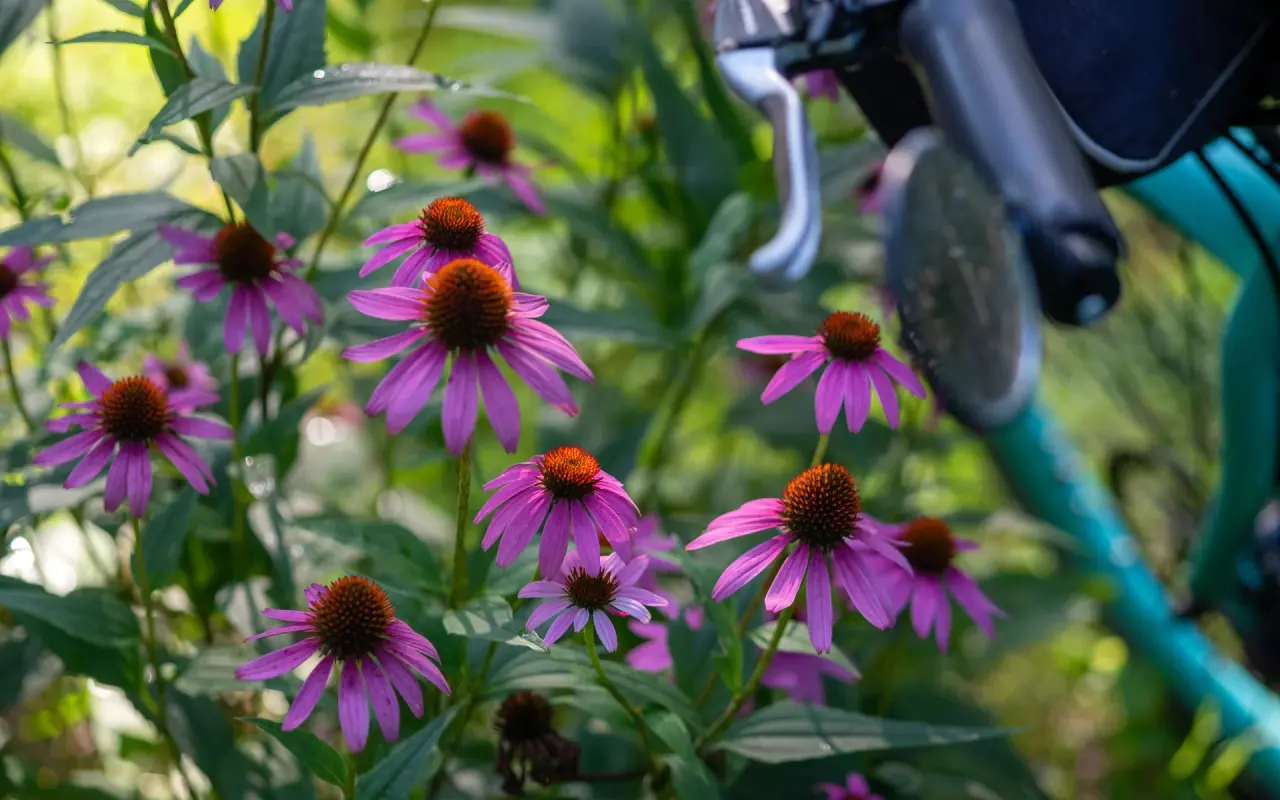 Purple coneflowers in bloom beside the handlebar and brake lever of a parked bicycle on Martha’s Vineyard