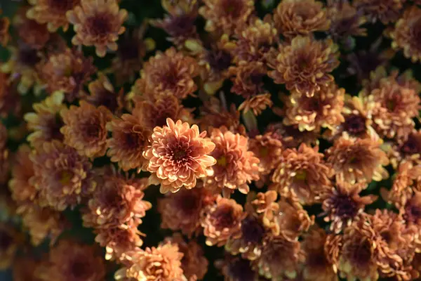 Autumn flowers on Martha's Vineyard