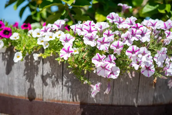 Petunias spilling out of a half-barrel planter