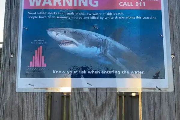 Martha's Vineyard Beach Safety: Rip Currents, Sharks, Channels and Lifeguards (2026)