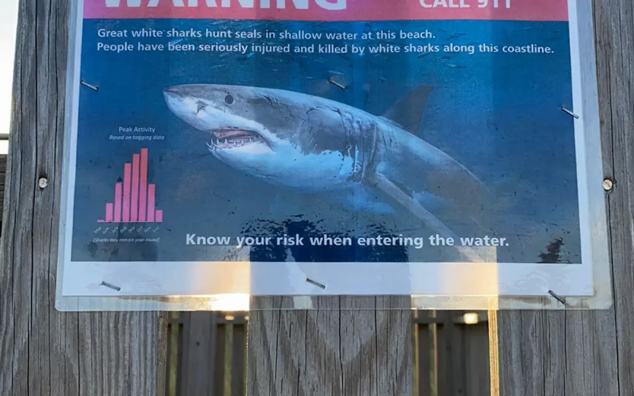 A great white shark warning sign on a wooden post at South Beach in Katama explaining the risk from seals and sharks