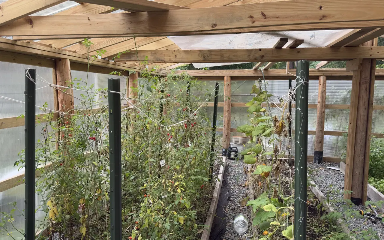 Inside a wooden greenhouse: tall cherry tomato plants with red fruit tied to green posts, and fading cucumber vines beside a gravel path