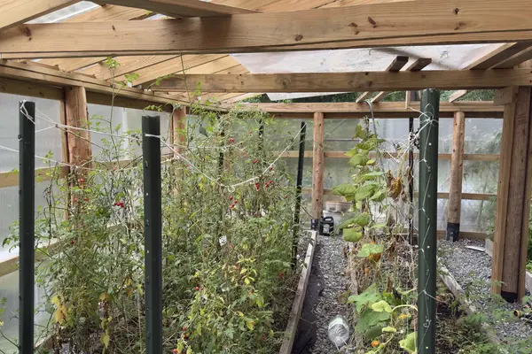 The last cherry tomatoes in a greenhouse in early October