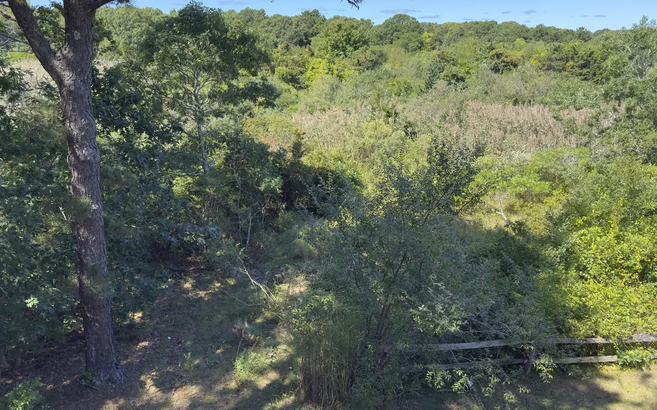 Dense scrub and thicket in a Harthaven clearing behind a split-rail fence