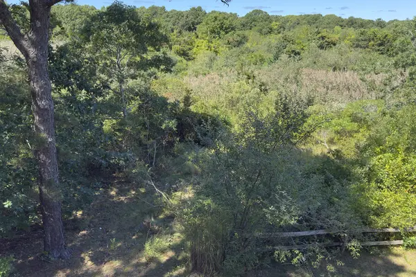 A September meadow in Harthaven, Oak Bluffs, ringed by oaks and pitch pines