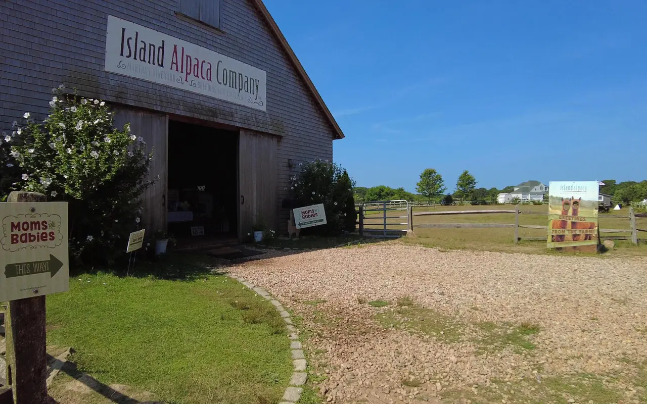 Gray shingled barn with an Island Alpaca Company sign over the open door, a Moms and Babies This Way sign on a post and a gravel yard