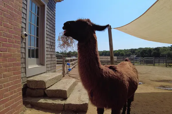 An alpaca eating hay by the barn