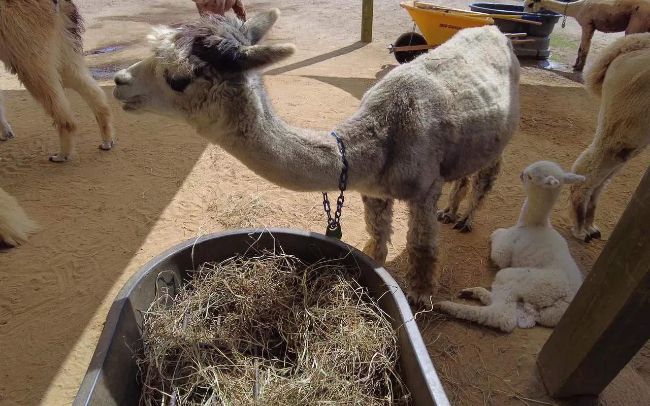 A grey and white shorn alpaca next to a metal tub of hay, a small white alpaca lying in the sand beside it