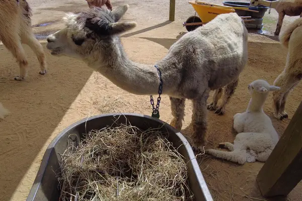 Feeding time at Island Alpaca