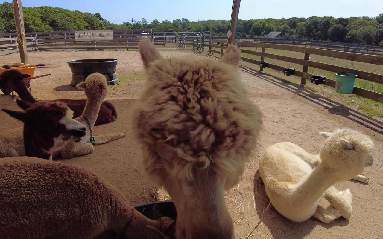 Close-up of a fawn alpaca's woolly topknot, brown and cream alpacas lying in a sandy paddock with wooden fencing and a water tub behind