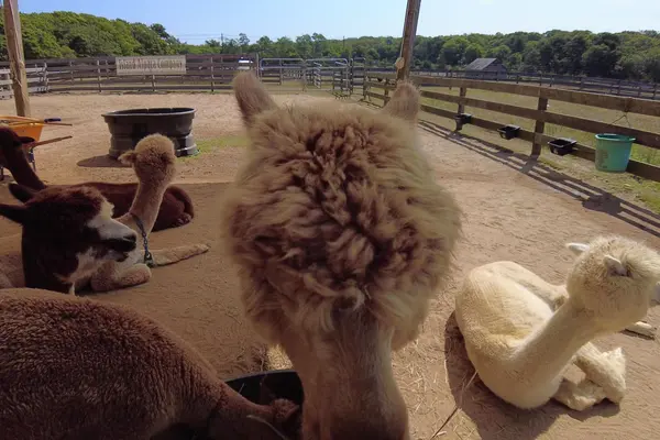 A fluffy topknot at Island Alpaca