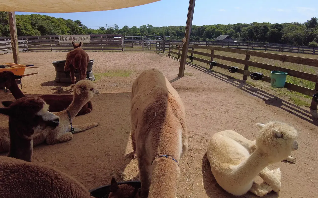 Brown and cream alpacas lying and standing in a sandy paddock under a shade sail, wooden fencing and trees behind