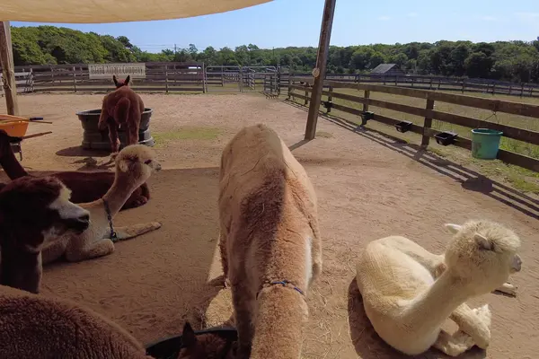 Alpacas resting in the paddock at Island Alpaca