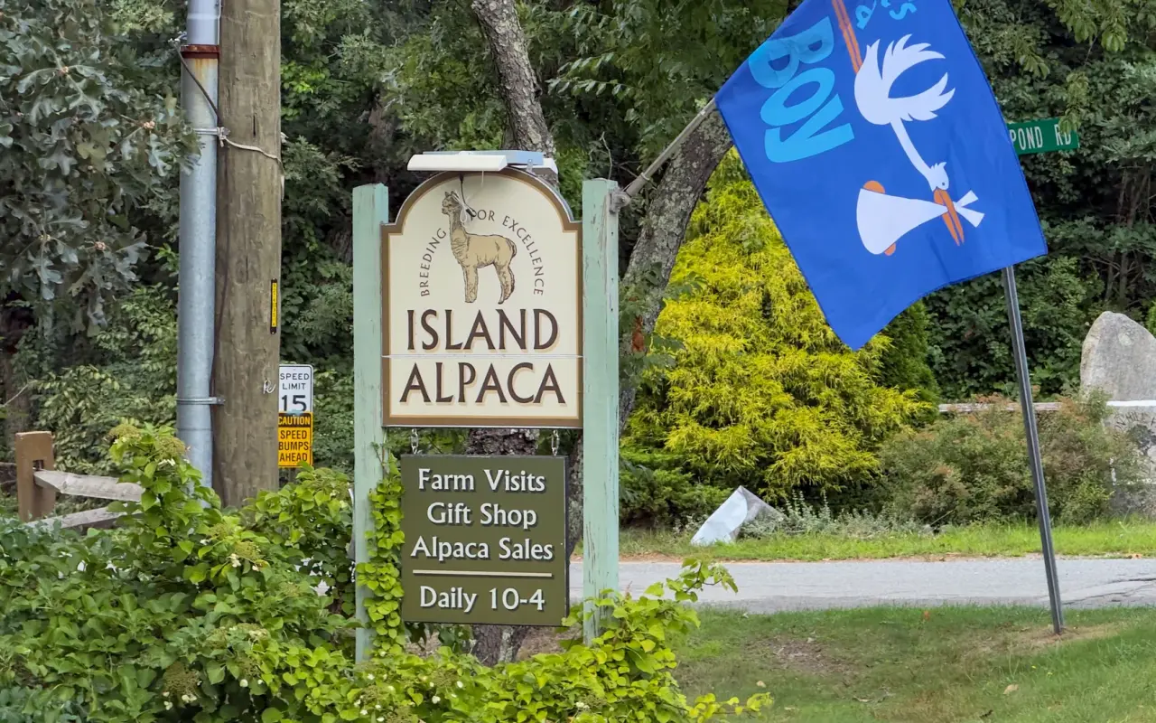 Island Alpaca farm entrance sign reading Farm Visits, Gift Shop, Alpaca Sales, Daily 10 to 4