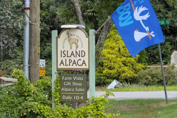 The Island Alpaca farm sign