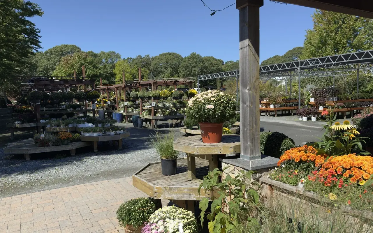 Display benches at Jardin Mahoney in Oak Bluffs with potted mums and perennials under a pergola and the steel shade structure