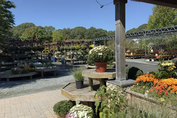 Jardin Mahoney display benches with mums, Oak Bluffs, September 2026