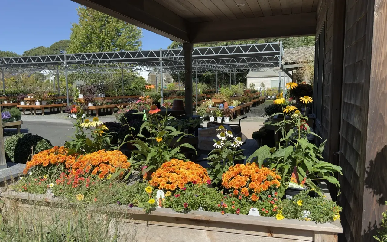 Orange mums and yellow and white coneflowers in a wooden planter under the porch at Jardin Mahoney in Oak Bluffs
