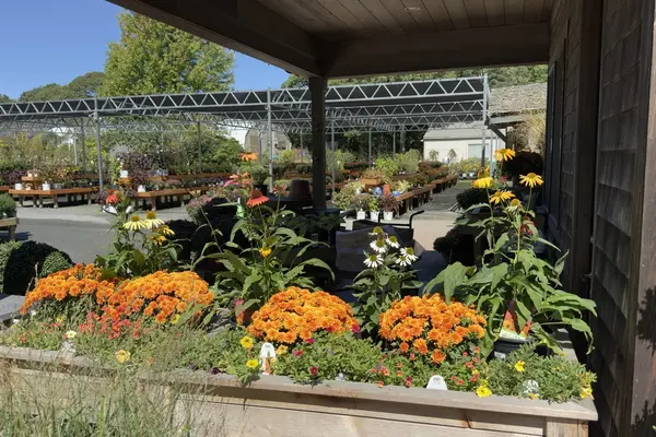 Mums and coneflowers at Jardin Mahoney, Oak Bluffs, September 2026