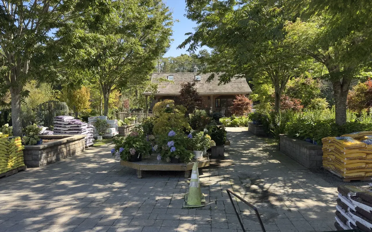 The nursery yard at Jardin Mahoney in Oak Bluffs in September: potted hydrangeas on a display table, pallets of bagged soil and the shingled shop behind