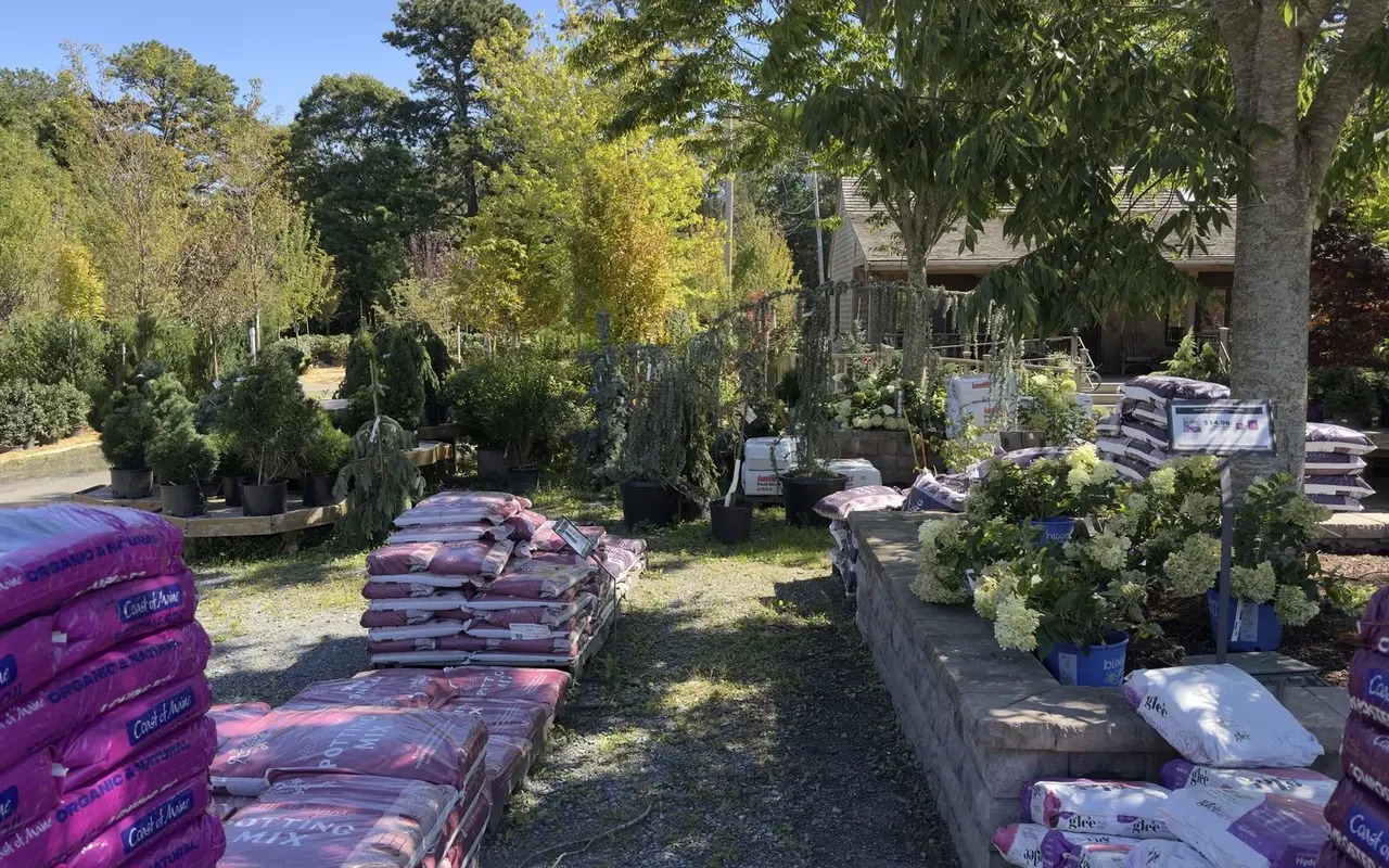 The nursery yard at Jardin Mahoney in Oak Bluffs: pallets of bagged potting mix and compost, potted evergreens and hydrangeas, and the shop porch behind