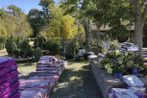 Jardin Mahoney nursery yard, potting mix and evergreens, Oak Bluffs, September 2026