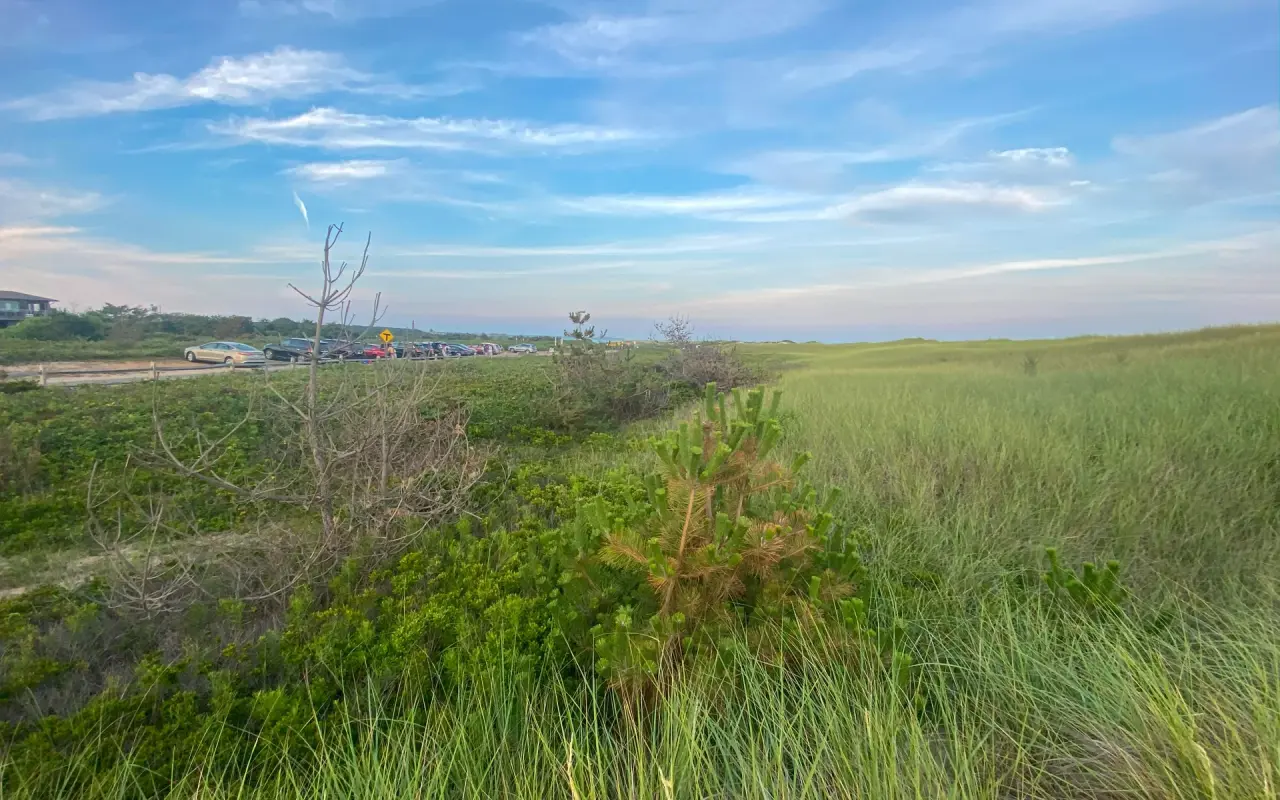 Dune grass and the crowd at South Beach in Katama on a summer day