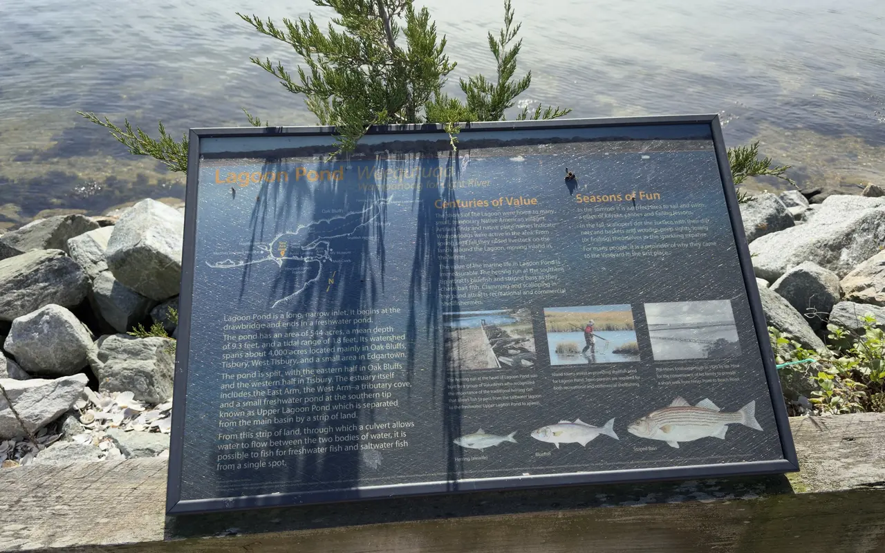 Interpretive sign about Lagoon Pond with a map, text and pictures of herring, bluefish and striped bass, set on a timber rail above rocks and shallow water