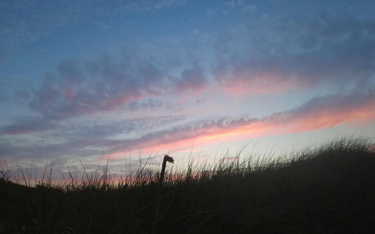 Silhouetted dune grass under streaks of pink cloud in a dusky blue sky