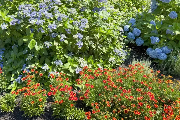 Hydrangeas in full summer bloom